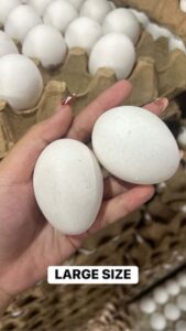 Fresh Eggs per Tray in Tondo Manila | Small, Medium & Large Sizes