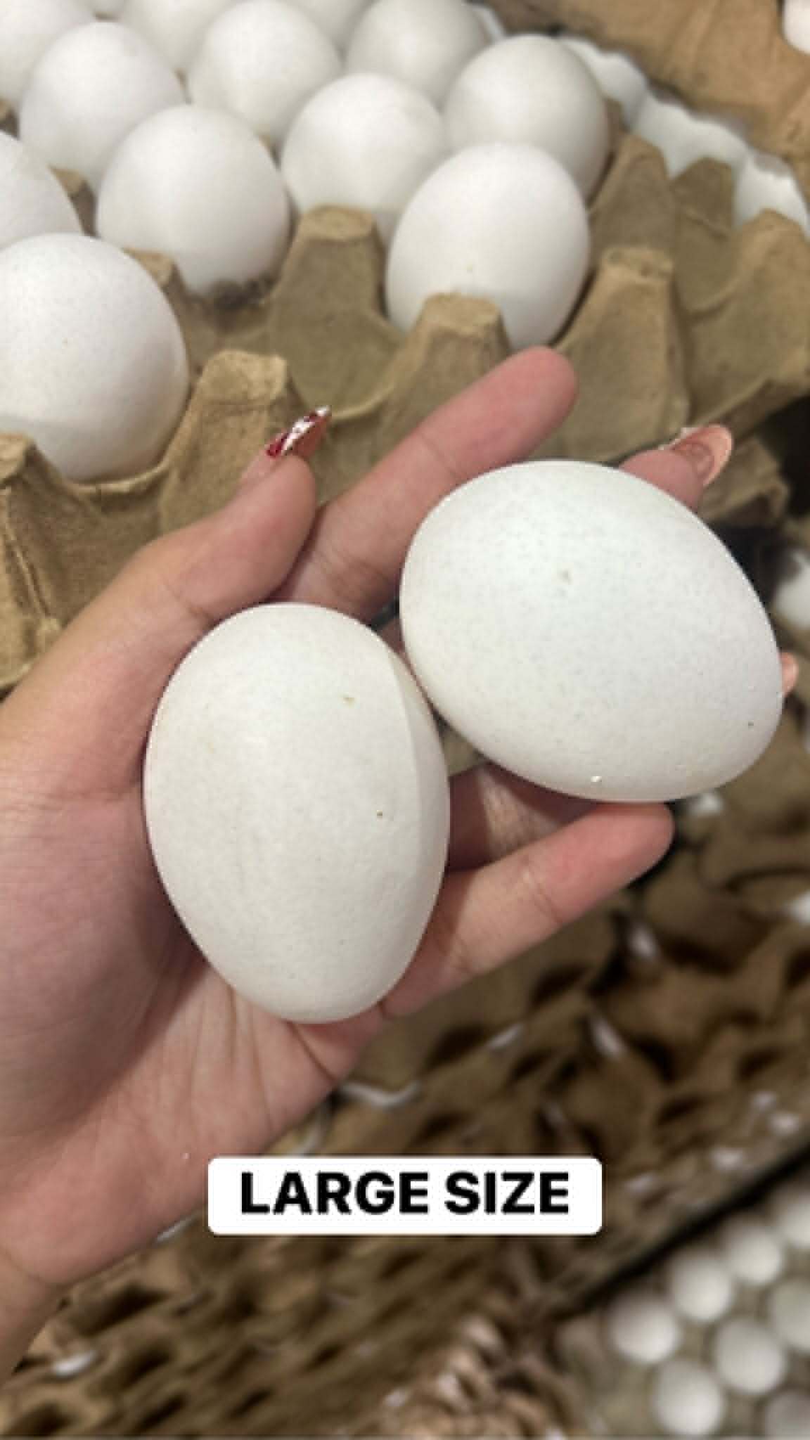 Fresh Eggs per Tray in Tondo Manila | Small, Medium & Large Sizes