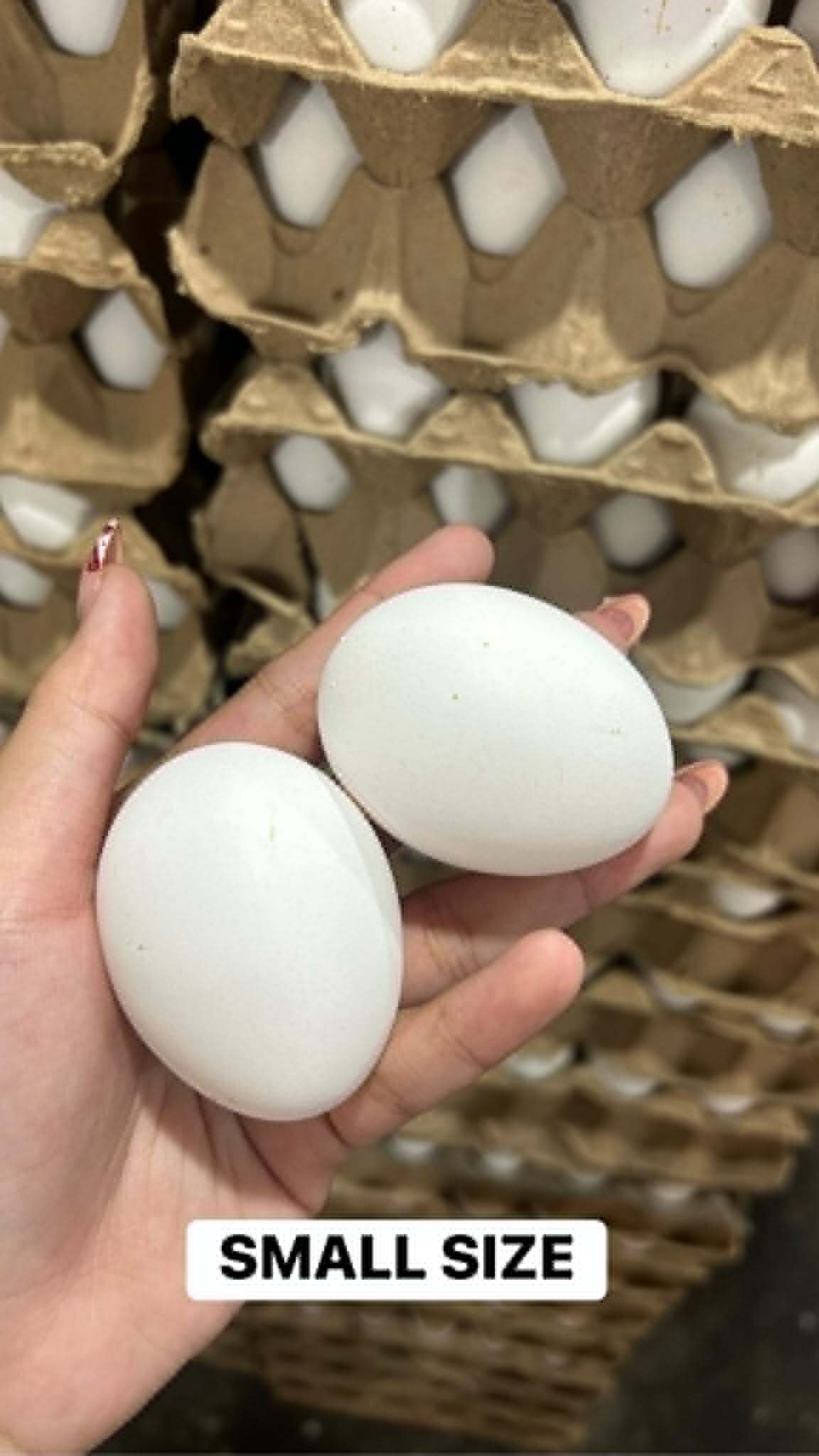 Fresh Eggs per Tray in Tondo Manila | Small, Medium & Large Sizes - Image 3