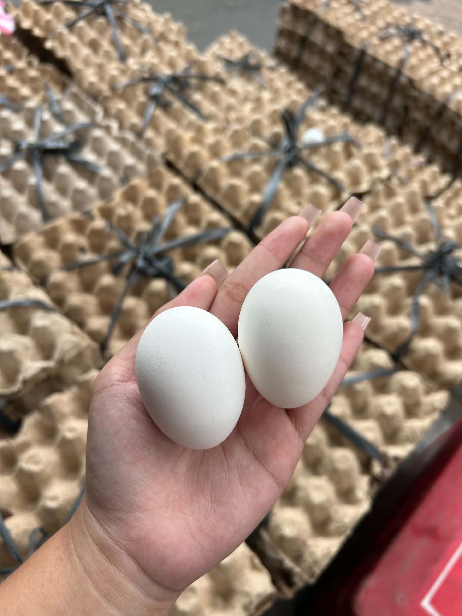 Fresh Eggs per Tray in Tondo Manila | Small, Medium & Large Sizes - Image 4